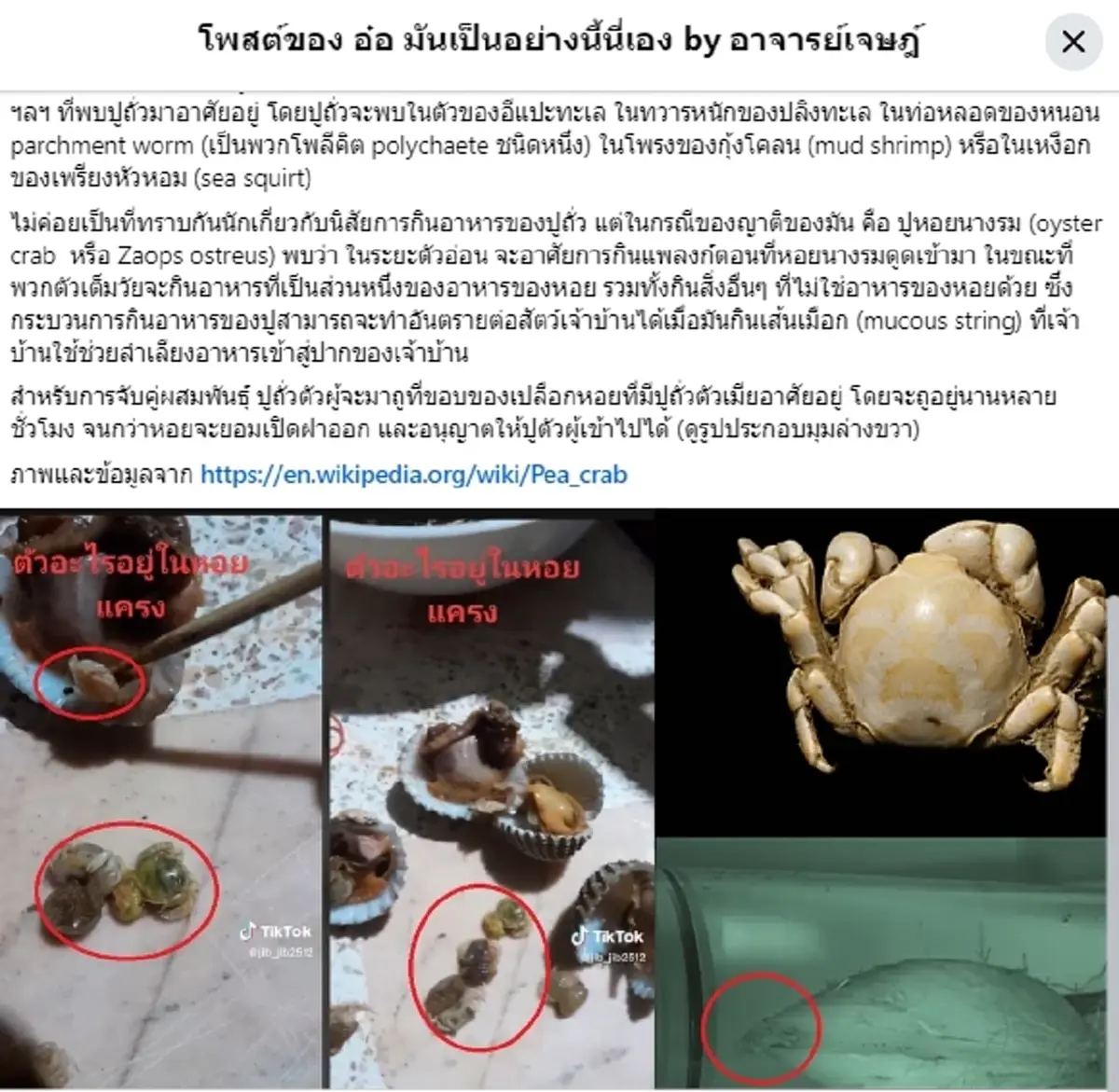 รู้แล้ว "ตัวอะไรในหอยแครง" ก้อนกลมเล็ก มีเปลือกใส หลายคนบอกของดี