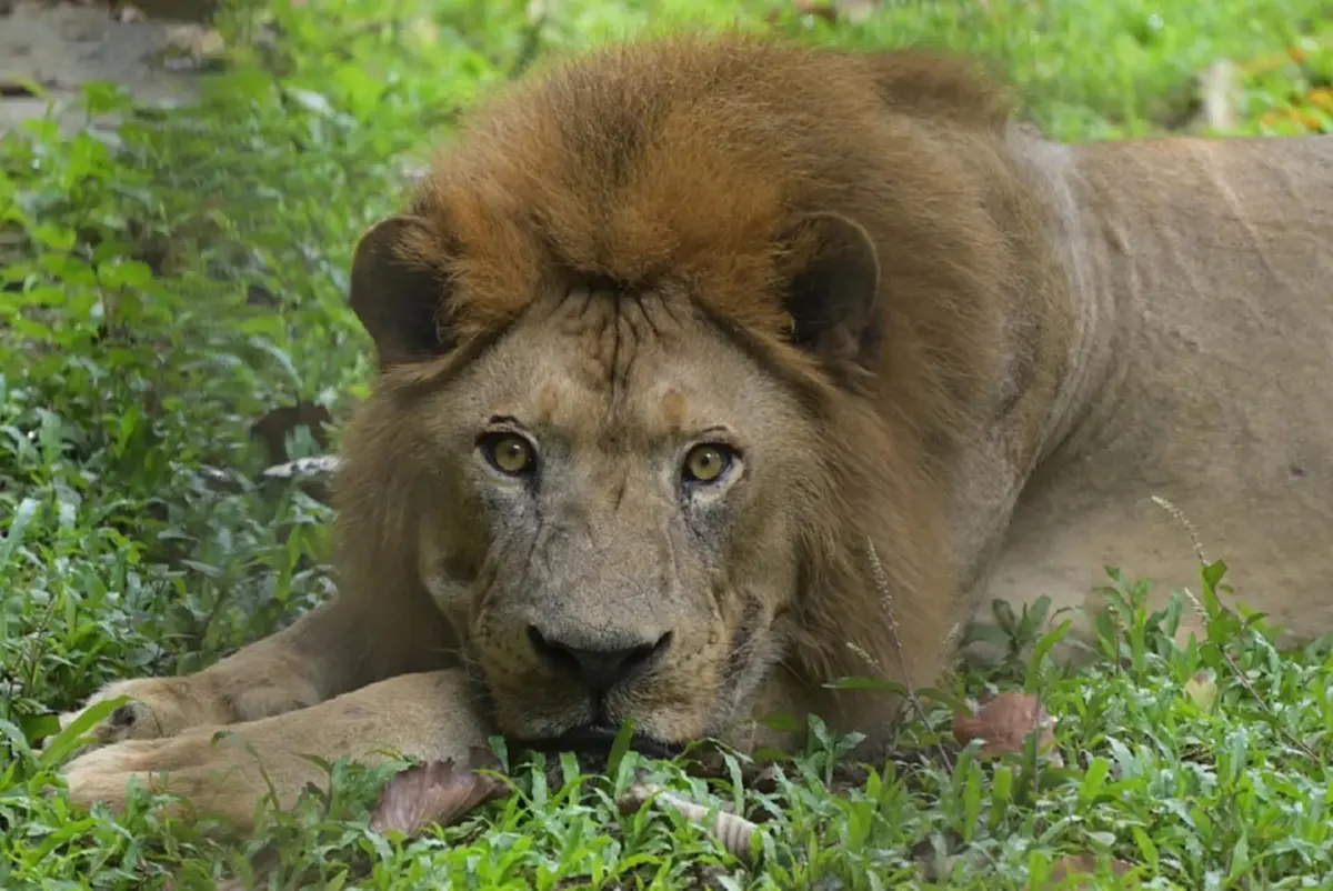 เยอะมาก อุทยานฯ เผยจำนวน สิงโตในไทย ที่ถูกอนุญาตให้ครอบครอง
