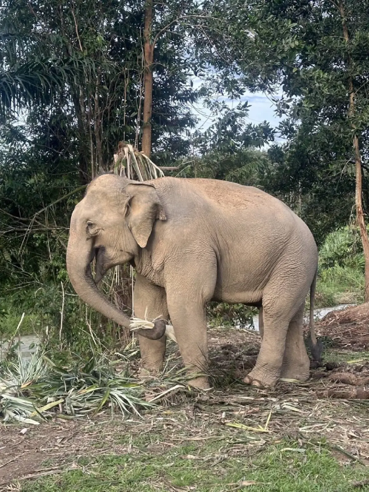 ประกาศขายสีดอก้านกล้วย ช้างลากไม้พังงา เคยผ่านชีวิตจากช้างเร่