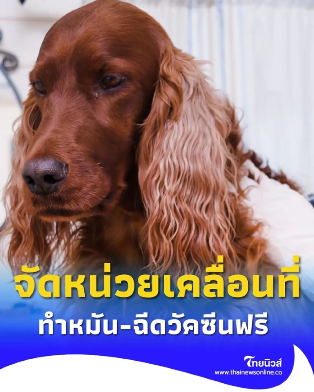 กทม. จัดหน่วยสัตวแพทย์เคลื่อนที่เดือน ก.ย. บริการทำหมัน-ฉีดวัคซีนฟรี