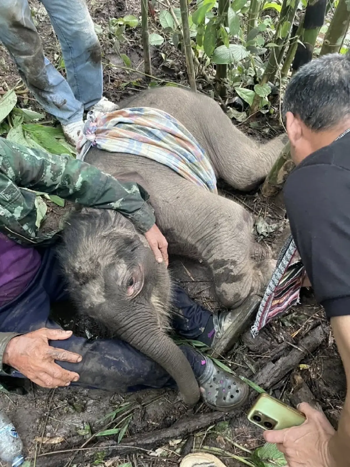 อาการล่าสุด น้องข้าวต้ม ลูกช้างป่าพลัดหลง ย้ายมารักษาที่บึงฉวาก