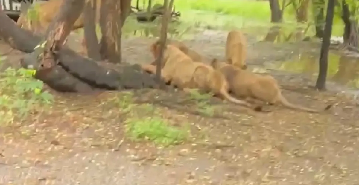 รู้แล้ว "นายเจียน" มีหน้าที่ทำอะไรในสวนสัตว์ ตำแหน่งไม่ธรรมดา