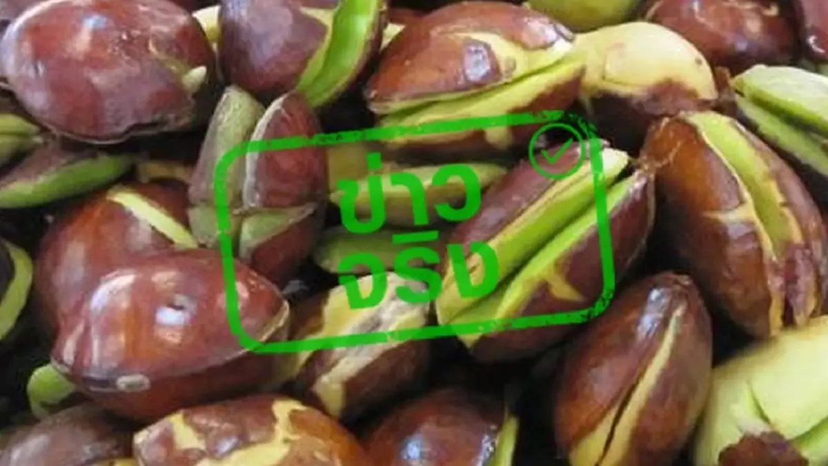 เตือนภัย ลูกเนียงดิบ ของอร่อยที่กินมากไปเสี่ยงไตวายเฉียบพลัน