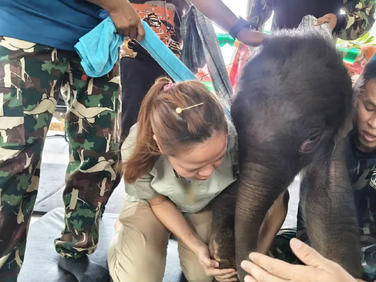 อาการล่าสุด "พังข้าวต้ม" พบหนองที่สะดือ ต้องทำแผลทุกวัน