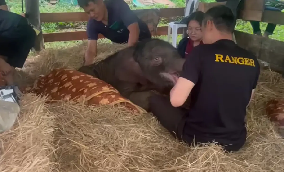 อาการล่าสุด น้องข้าวต้ม ลูกช้างป่าพลัดหลง ย้ายมารักษาที่บึงฉวาก