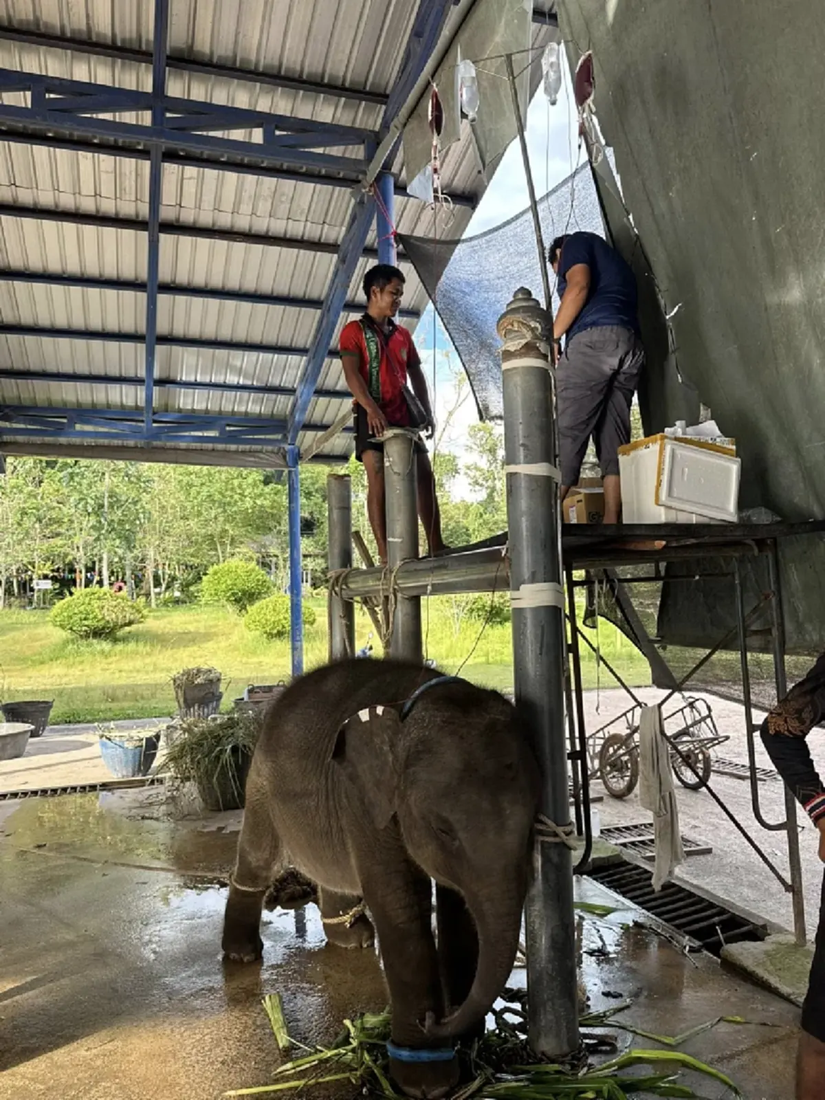 ส่งใจช่วย พลายต้นหนาว ช้างน้อยสู้ชีวิต ป่วยไวรัสเฮอร์ปีส์