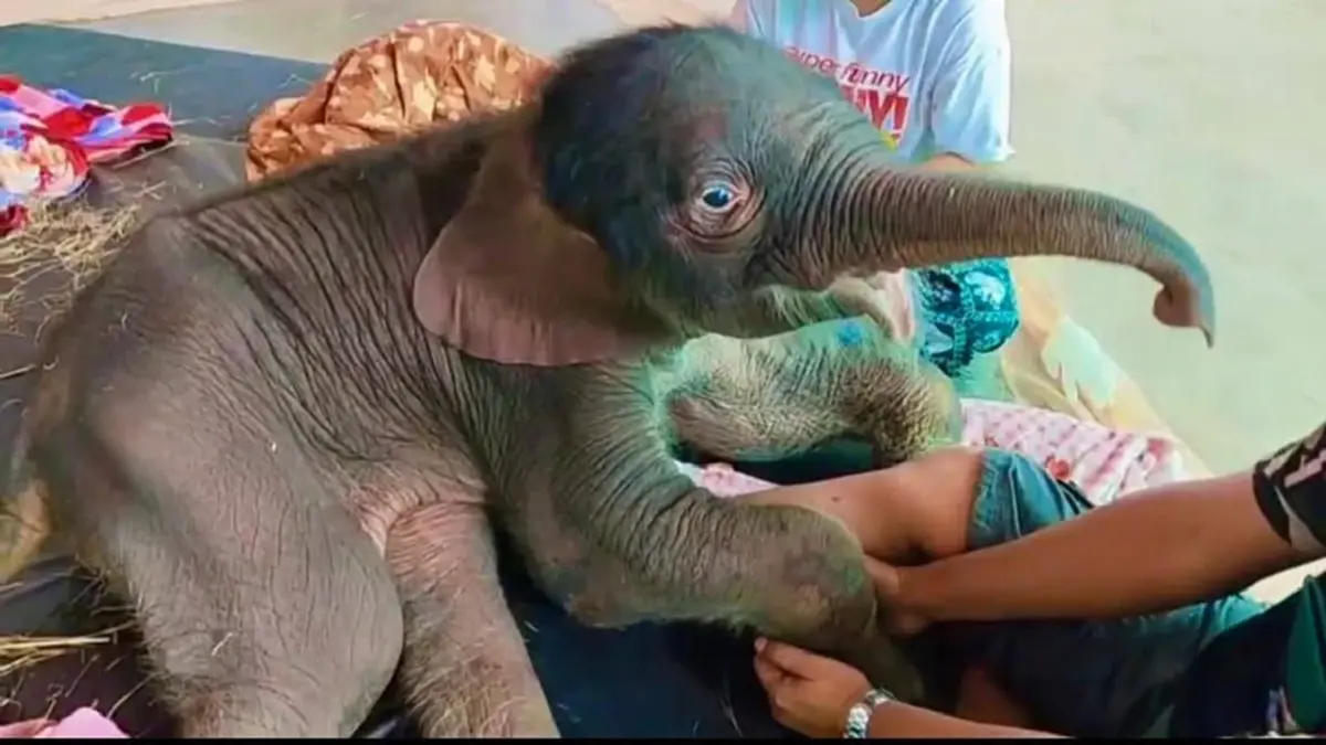 อัปเดตการรักษา \"ข้าวต้ม\" ลูกช้างป่าพลัดหลง ขาหน้าเริ่มคลายตัว