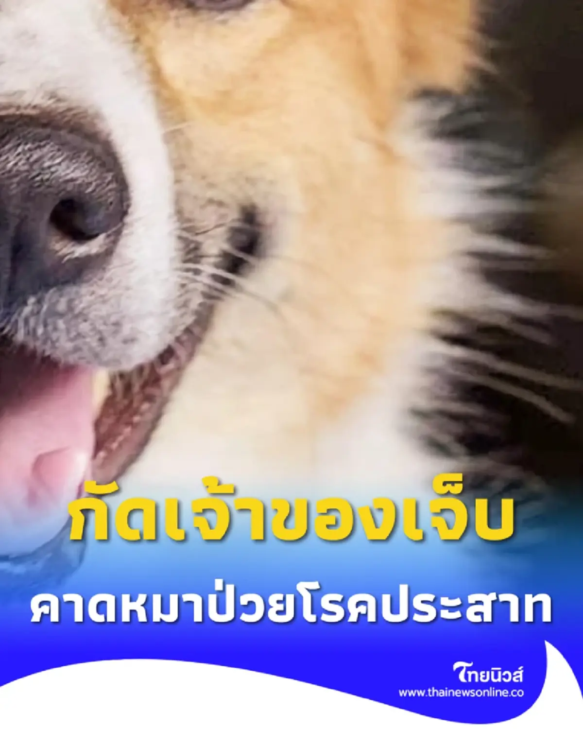 หมาบางแก้ว กัดเจ้าของเจ็บระนาว 3 คน คาดหมาป่วยโรคประสาท