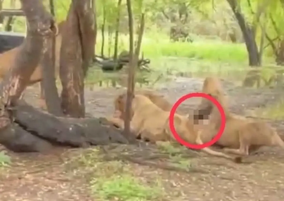 รู้แล้ว สาเหตุเจ้าหน้าที่สวนสัตว์ลงจากรถ ก่อนสิงโตรุมขย้ำดับ