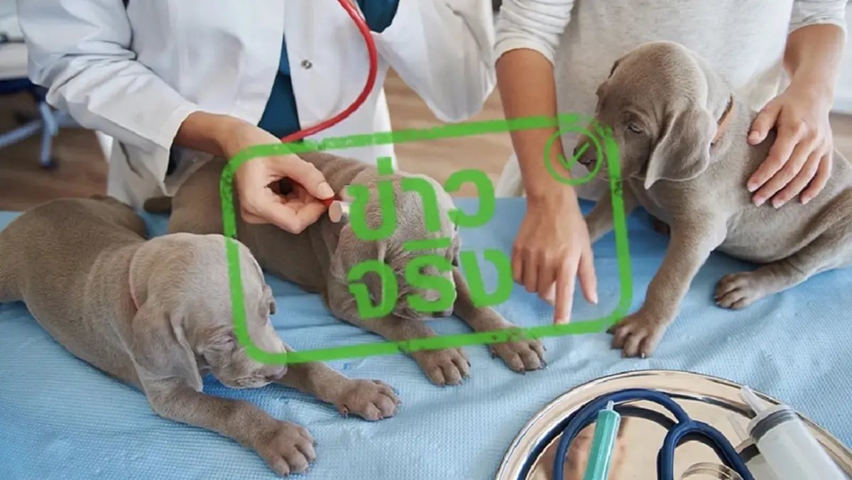 กทม. จัดหน่วยสัตวแพทย์เคลื่อนที่เดือน ก.ย. บริการทำหมัน-ฉีดวัคซีนฟรี