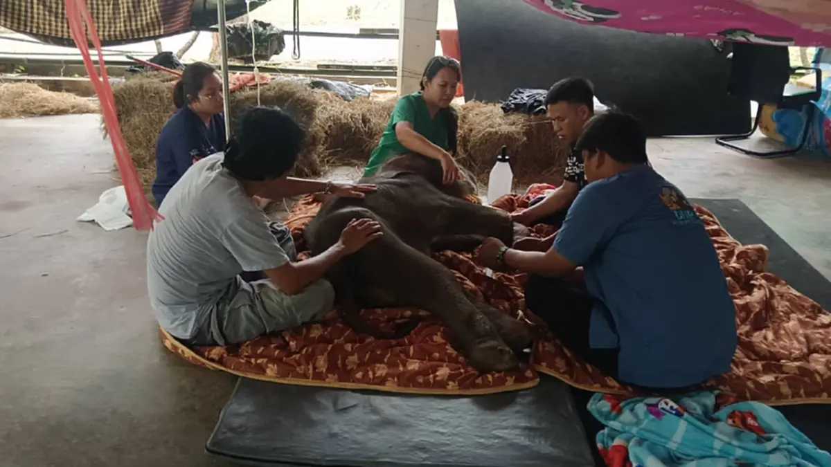 อาการล่าสุด น้องข้าวต้ม ลูกช้างพลัดหลง เผยสาเหตุ การสลัดลูก