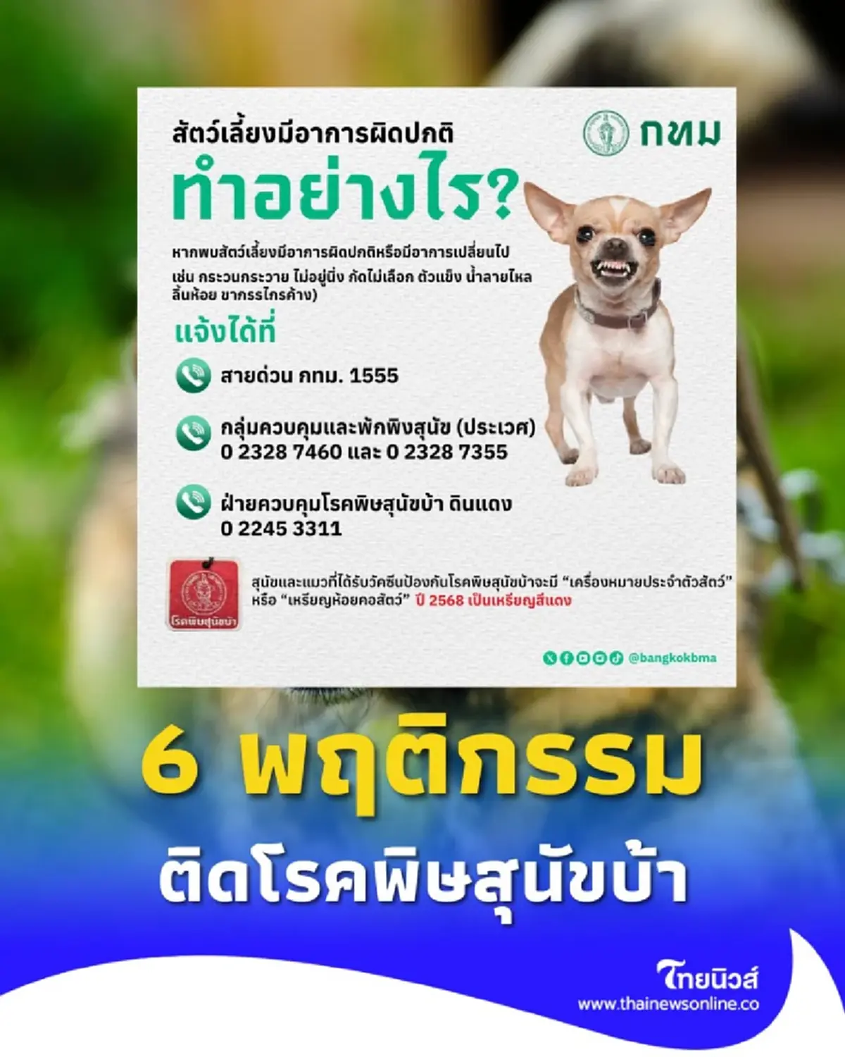 เปิด 6 พฤติกรรม สัตว์เลี้ยงติดโรคพิษสุนัขบ้า พร้อมพื้นที่ฉีดวัคซีนฟรี