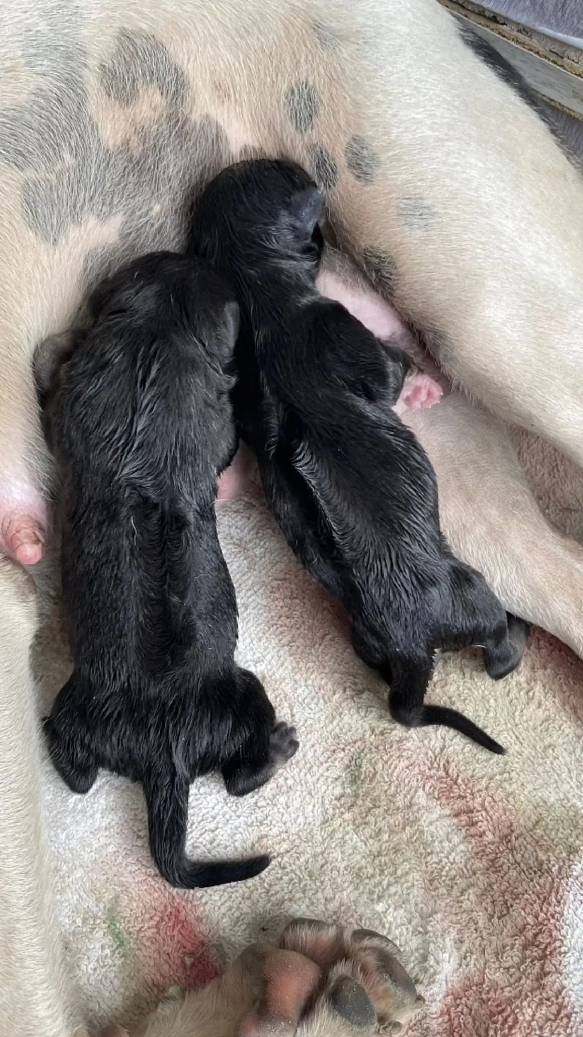 สาวตื่นเต้น เจอสุนัขจรคลอดลูกอยู่หน้าบ้าน ชาวเน็ตแห่ถามบ้านเลขที่