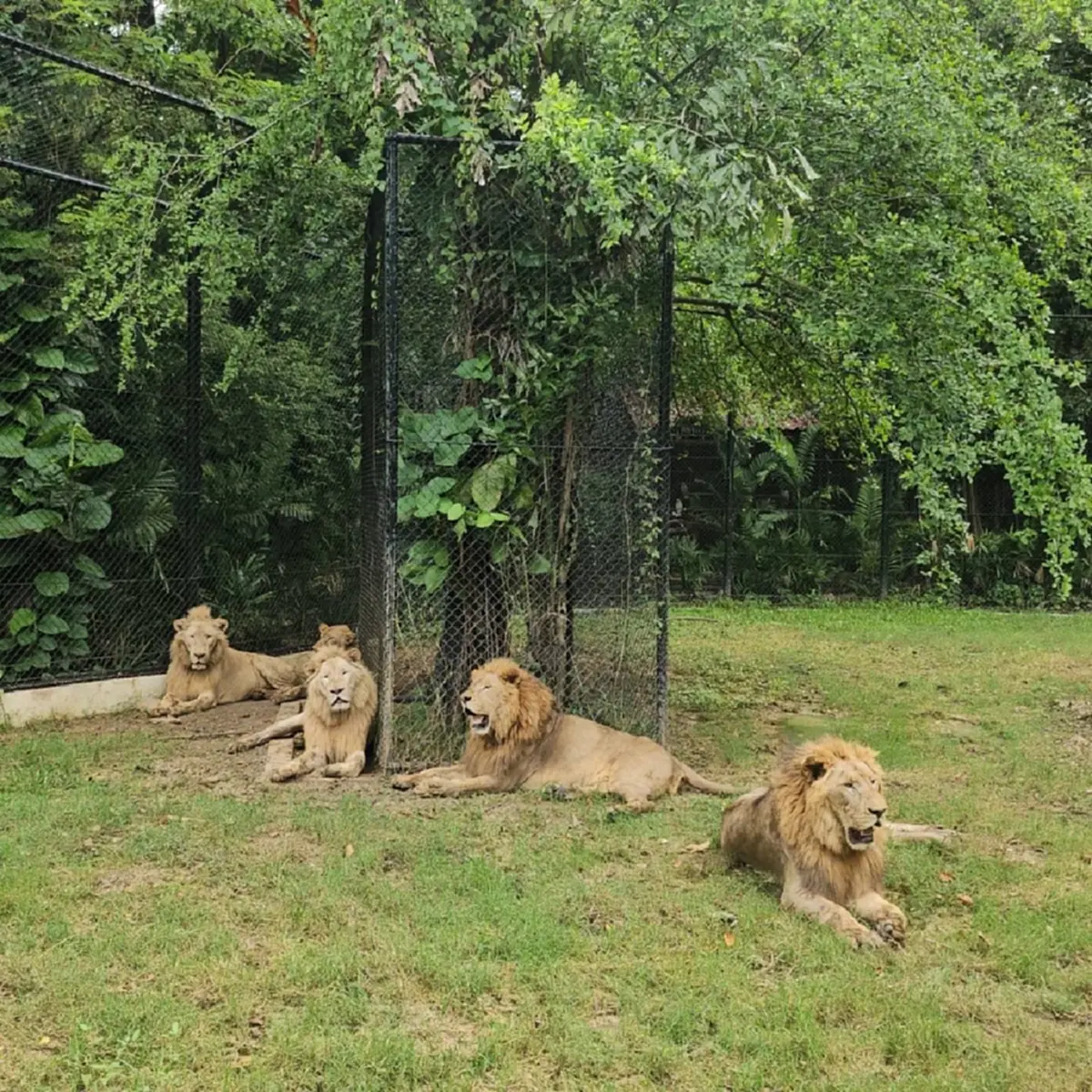 รู้แล้ว อวัยวะ ลุงเจียน อยู่ไหน หลังโดนฝูงสิงโตรุมขย้ำในสวนสัตว์