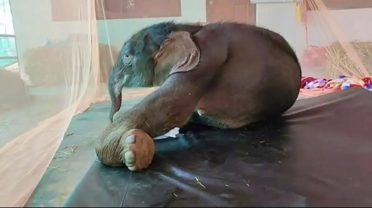 อัปเดตการรักษา "ข้าวต้ม" ลูกช้างป่าพลัดหลง ขาหน้าเริ่มคลายตัว