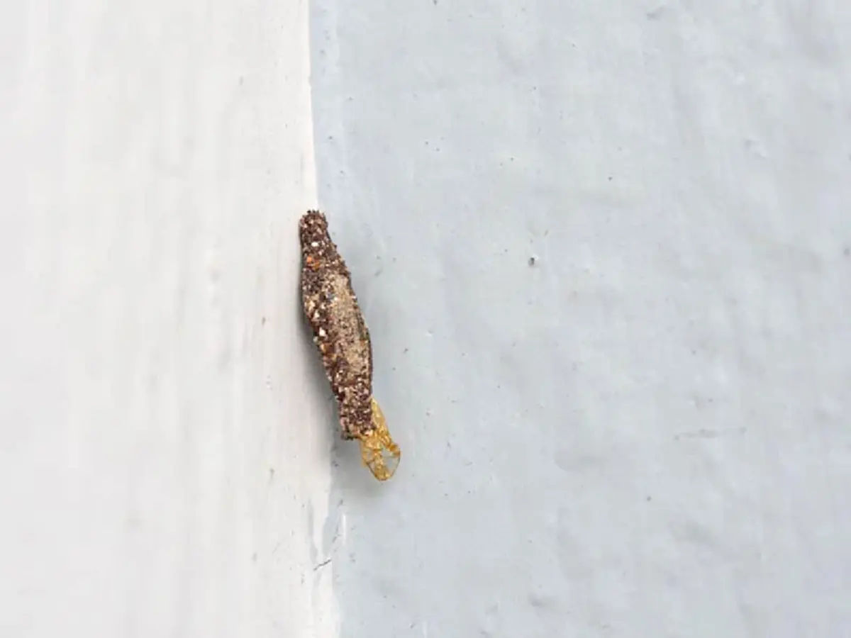 ระวัง! “หนอนปอก” ภัยเงียบจากธรรมชาติ ขนพิษทำผิวอักเสบได้