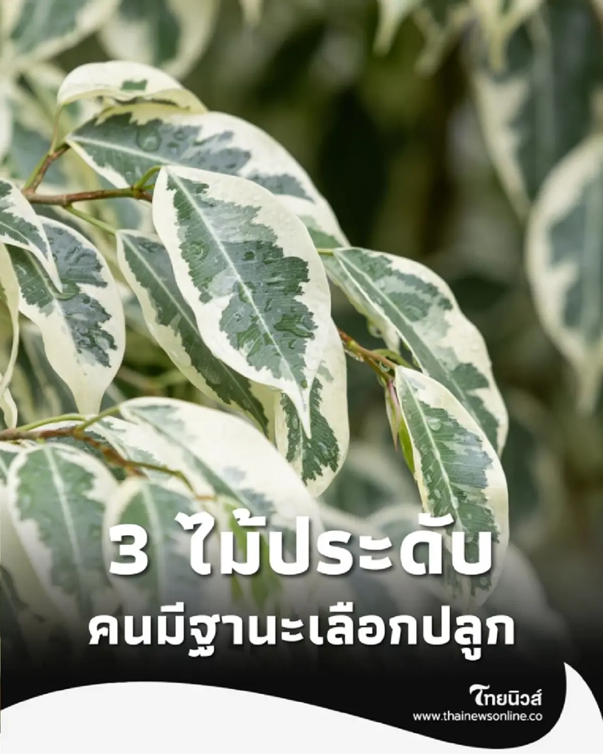 เปิดเจาะ 3 ไม้ประดับ คนนิยมปลูก ทั้งหรู ทั้งฟอกอากาศได้ มีอะไรบ้าง