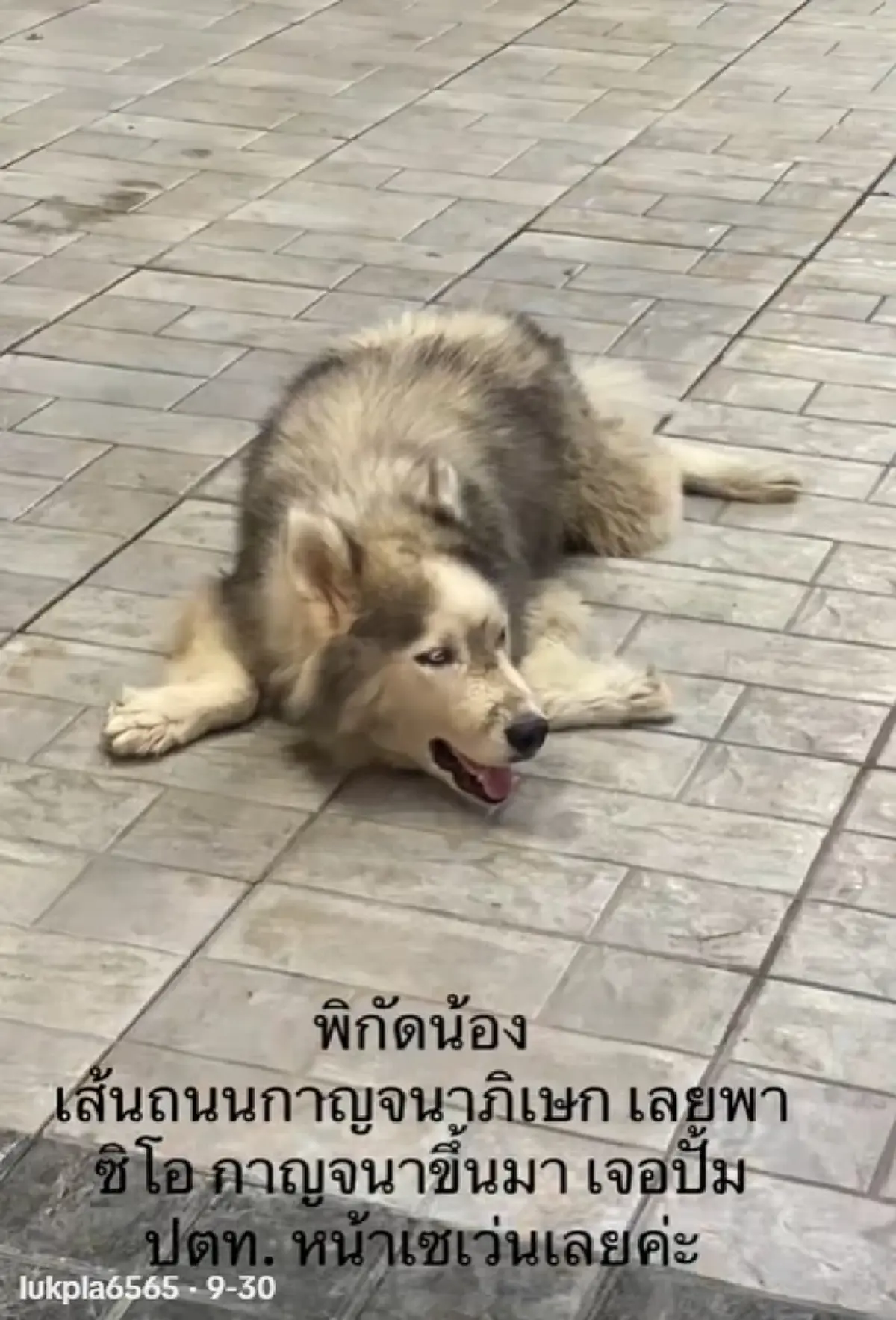 คดีพลิก“ไซบีเรียน”น่าสงสารไม่ได้หลง ระดับลูกท่านปธ.ปลอมตัวมา