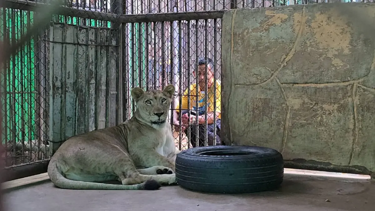 ไม่อยากจะเชื่อ วินาทีแรก "มเหสี" สิงโตสาว ได้เจอเจ้าของเก่า