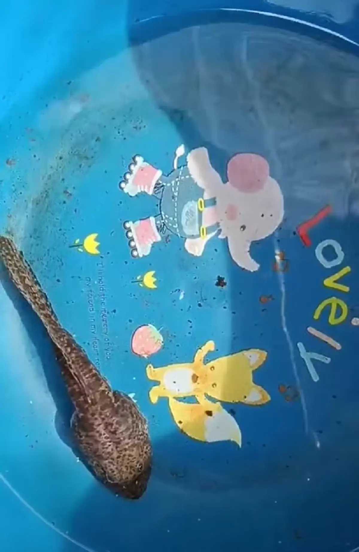 ฮือฮา พบ ลูกอ๊อดยักษ์ ล่าสุด รู้แล้ว ที่แท้มันคืออะไร 