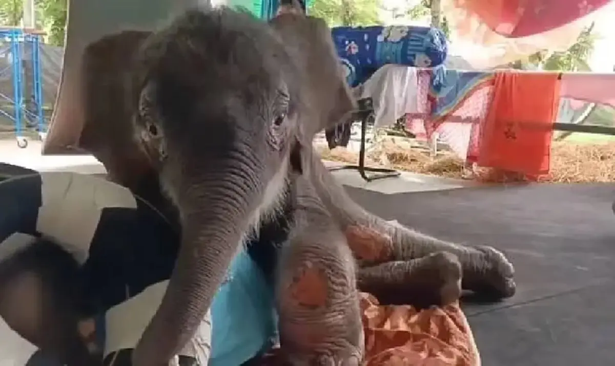 แม่ๆได้เฮ อาการล่าสุด น้องข้าวต้ม ลูกช้างพลัดหลง ใจฟูไม่ไหว