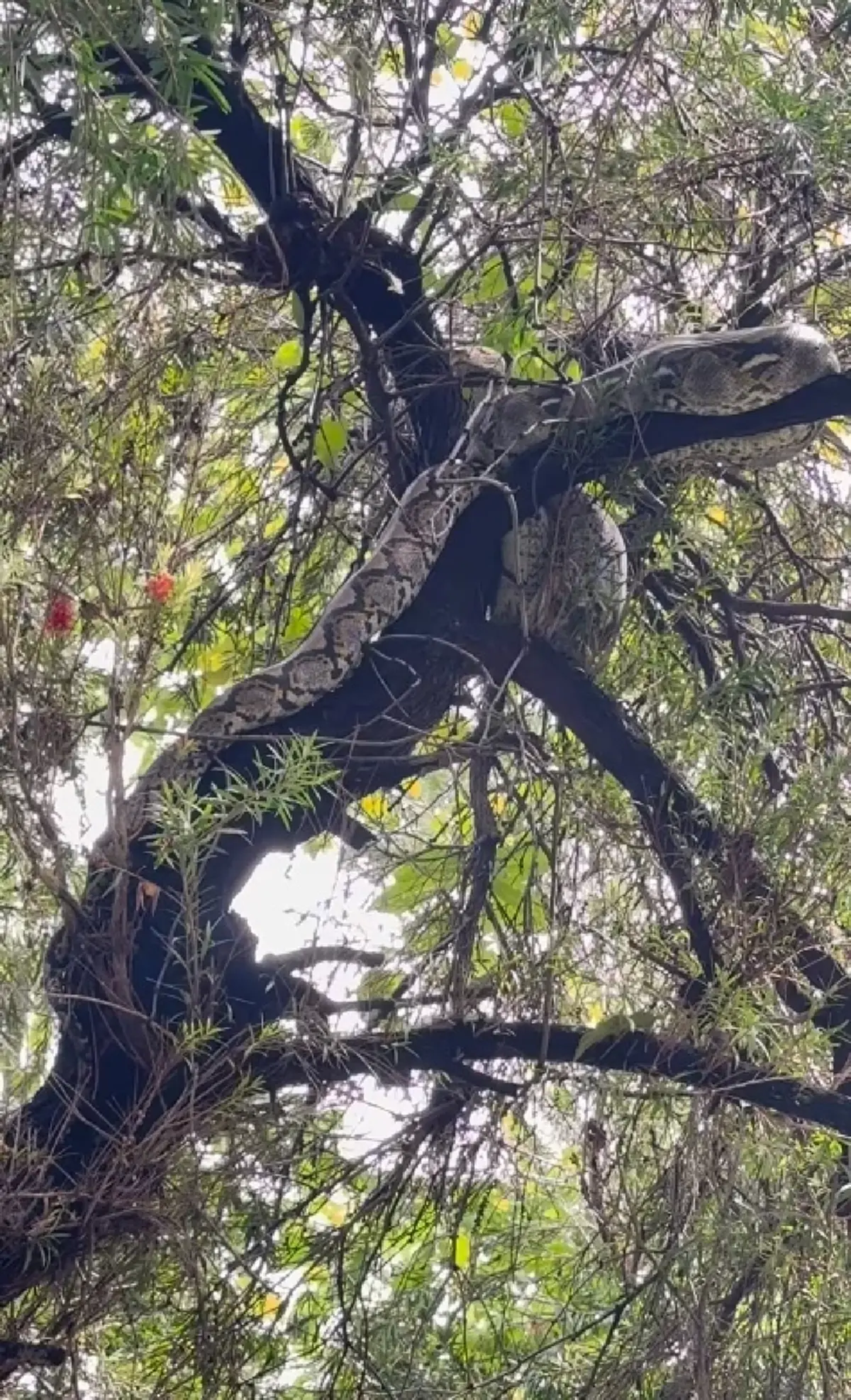 กวาง กมลชนก เจองูเหลือมยักษ์บุกบ้าน ไม่พลาดบอกเลขที่บ้าน