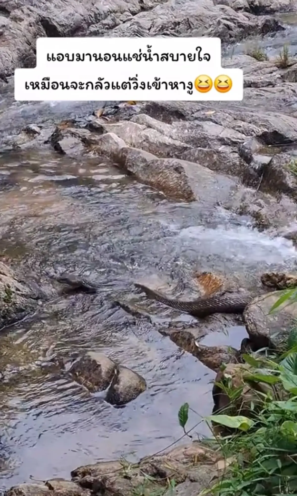 ขนลุกซู่ สาวมาเที่ยวน้ำตก เจอเจ้าถิ่นตัวใหญ่ นอนแช่น้ำฉ่ำ