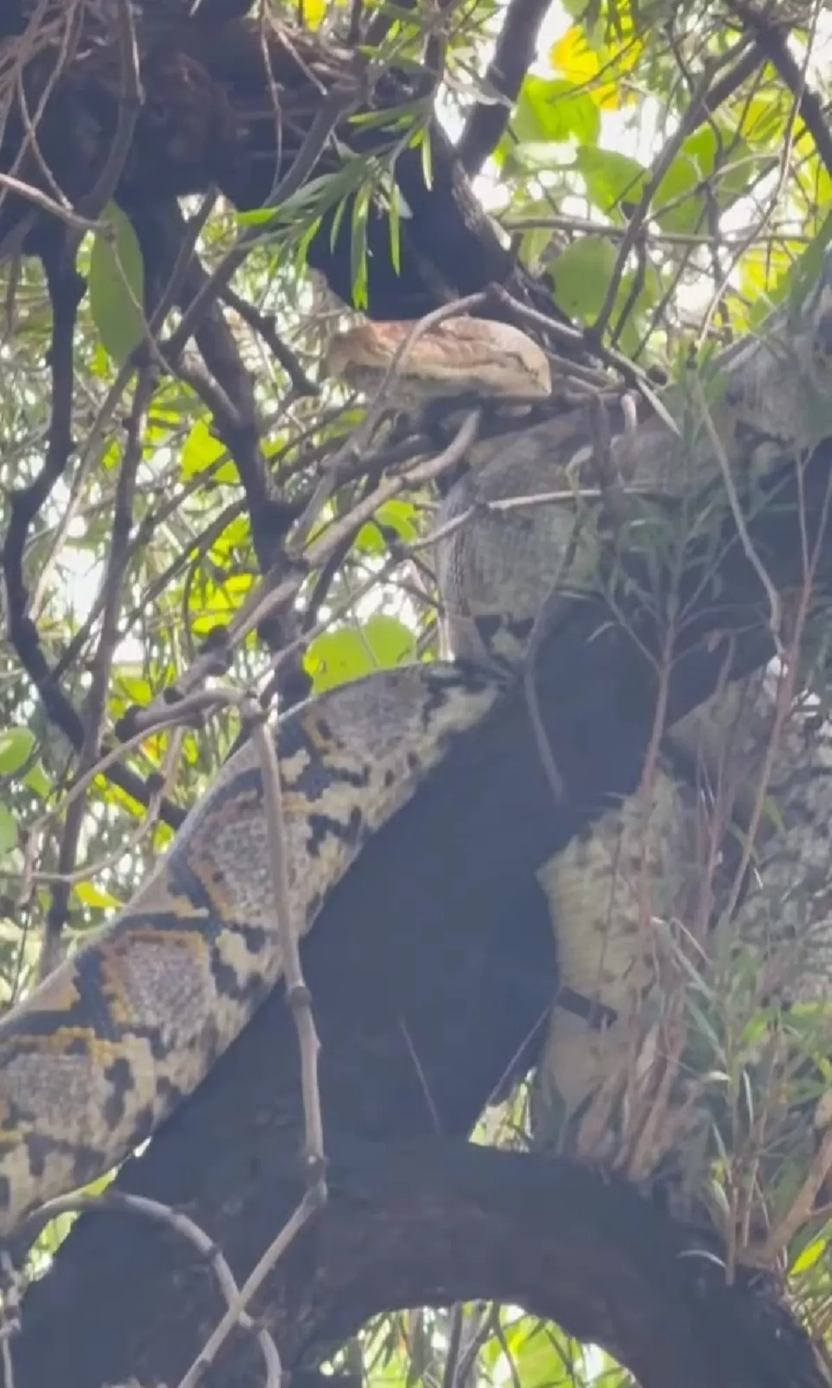 กวาง กมลชนก เจองูเหลือมยักษ์บุกบ้าน ไม่พลาดบอกเลขที่บ้าน