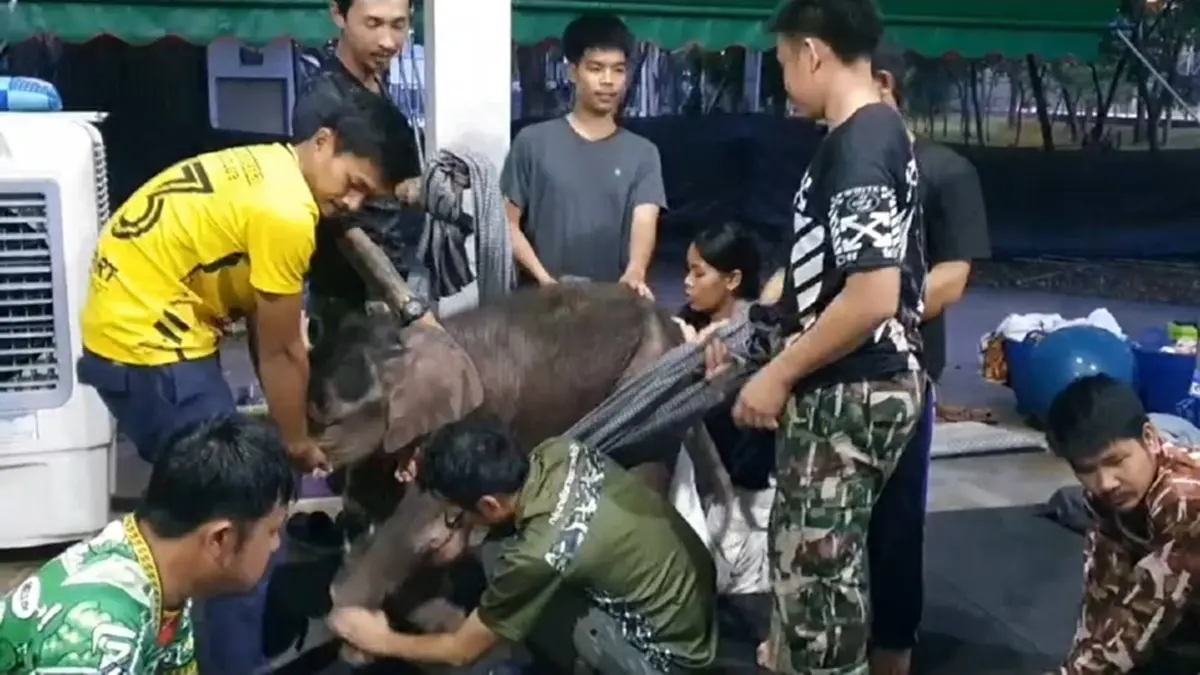ทีมสัตวแพทย์เร่งฟื้นฟู\"ข้าวต้ม\"ลูกช้างป่า เจอวิกฤตน้ำตาลตก