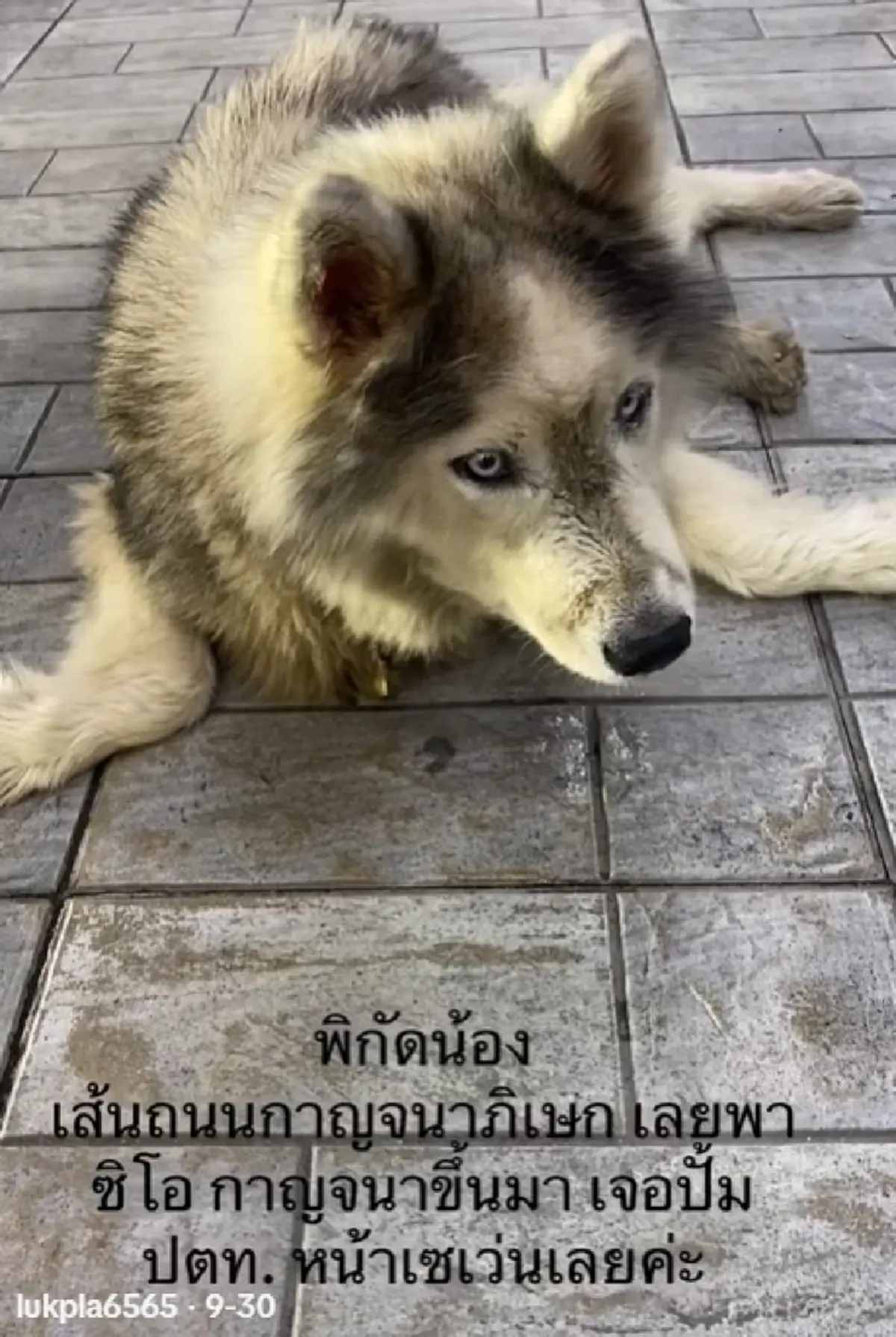 คดีพลิก“ไซบีเรียน”น่าสงสารไม่ได้หลง ระดับลูกท่านปธ.ปลอมตัวมา