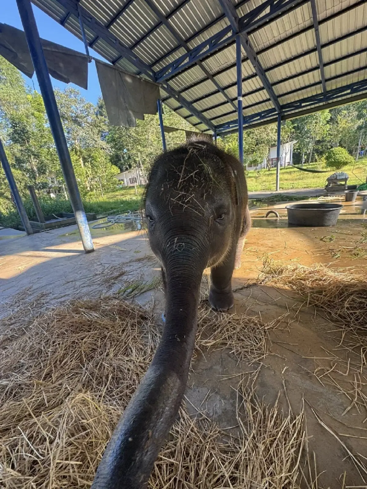 สู้กันต่อ น้องต้นหนาว อาการยังทรงๆ เจอช้างเลือดเข้ากันแค่ 1 เชือก