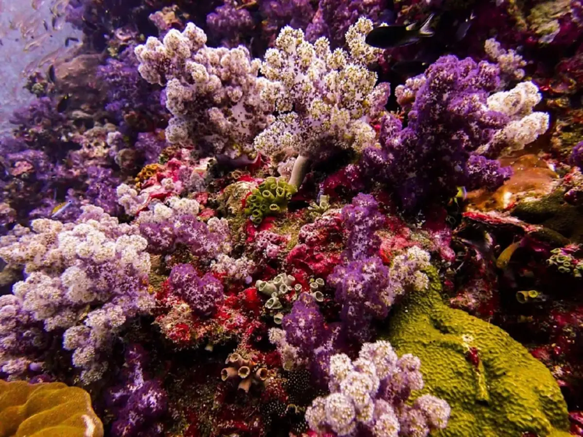 ปรับอ่วม 1 แสน! เตือน"นทท." ห้ามใช้ครีมกันแดดมีสารทำลายปะการัง