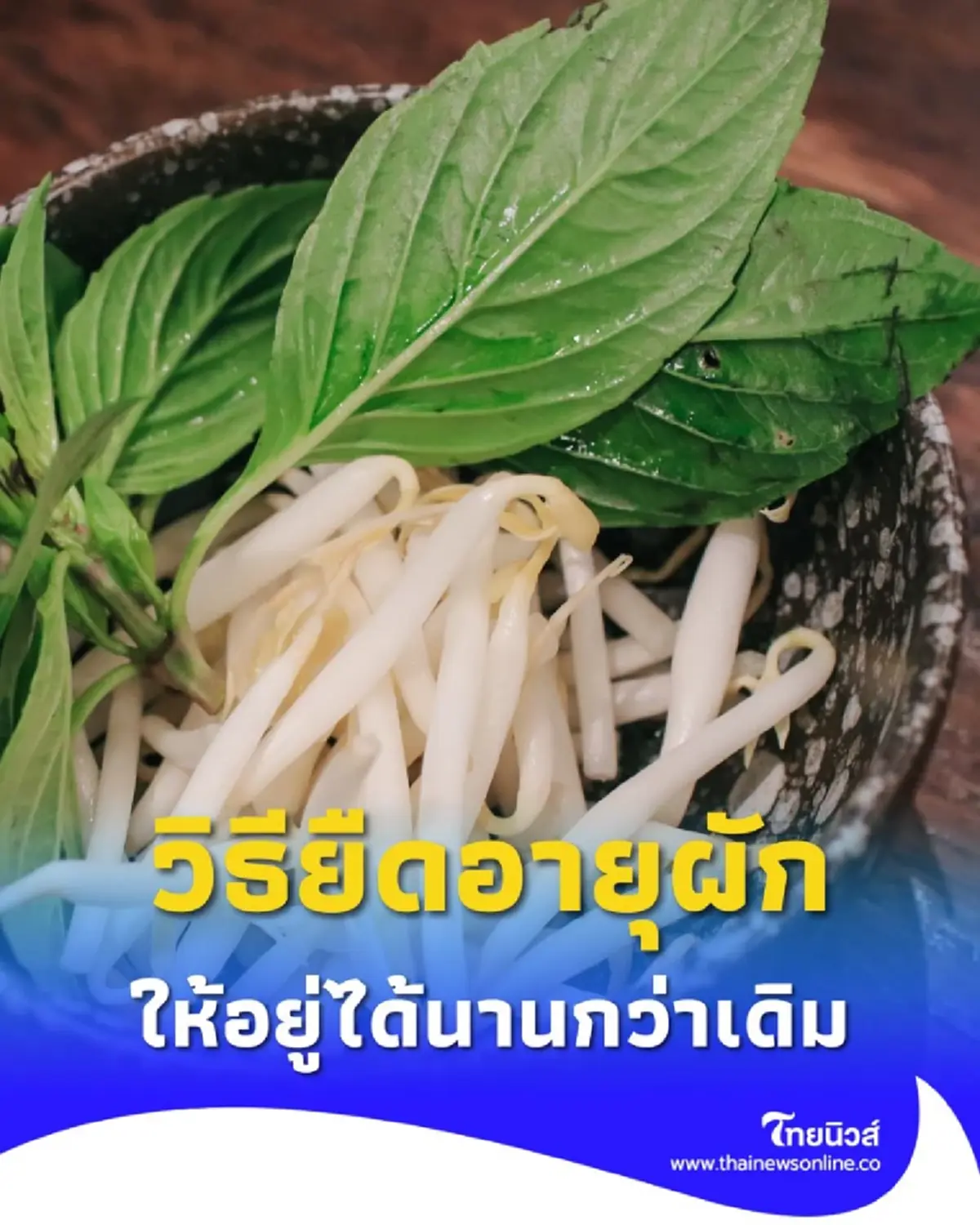 แม่บ้านควรรู้ วิธียืดอายุใบกะเพรา-ผักชี ด้วยของในครัวเพียงชิ้นเดียว