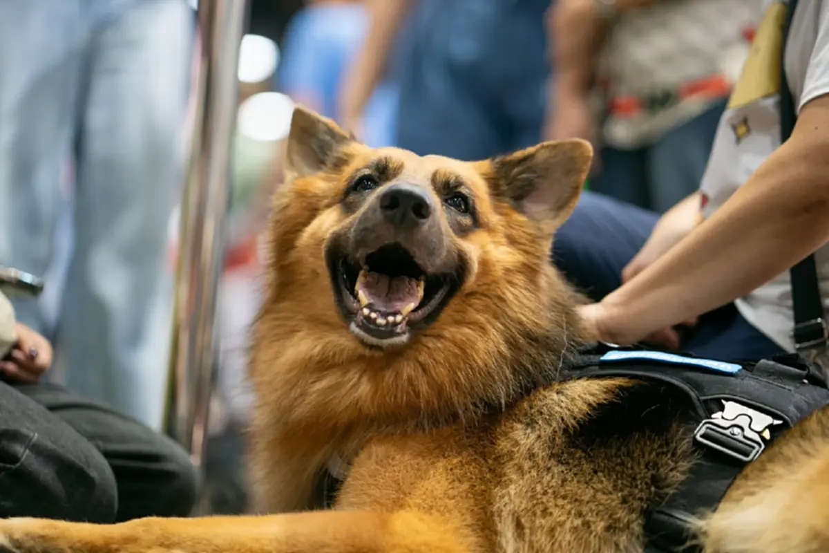 น้ำตาซึม คุณโบกล่าวลา ส่ง K9 ซาโบ้ สู่สุคติอย่างสมเกียรติ
