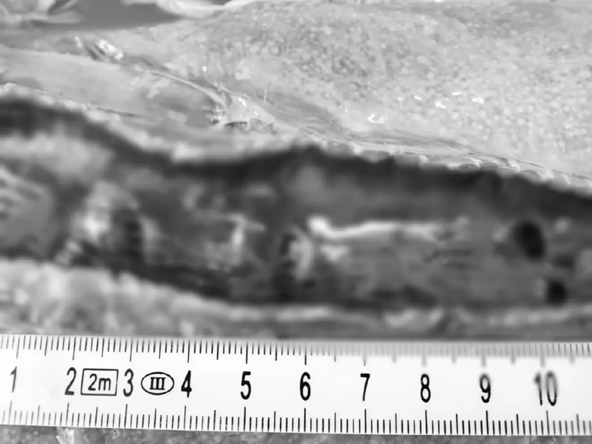 สุดสงสาร พะยูนเกยตื้นดับ สภาพเน่าเปื่อย เปิดปากดูขนลุก