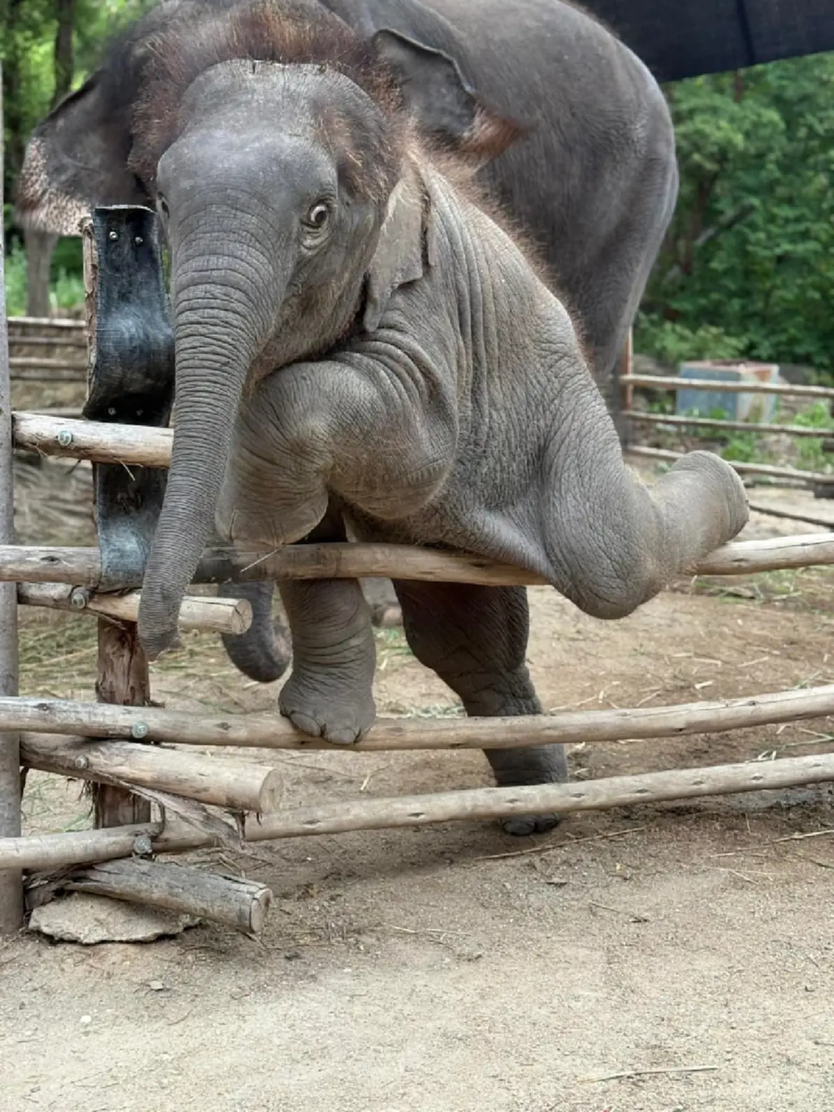สุดยื้อ "น้องเมอร์รี่" ช้างน้อยขวัญใจโซเชียล กลับดาวแล้ว