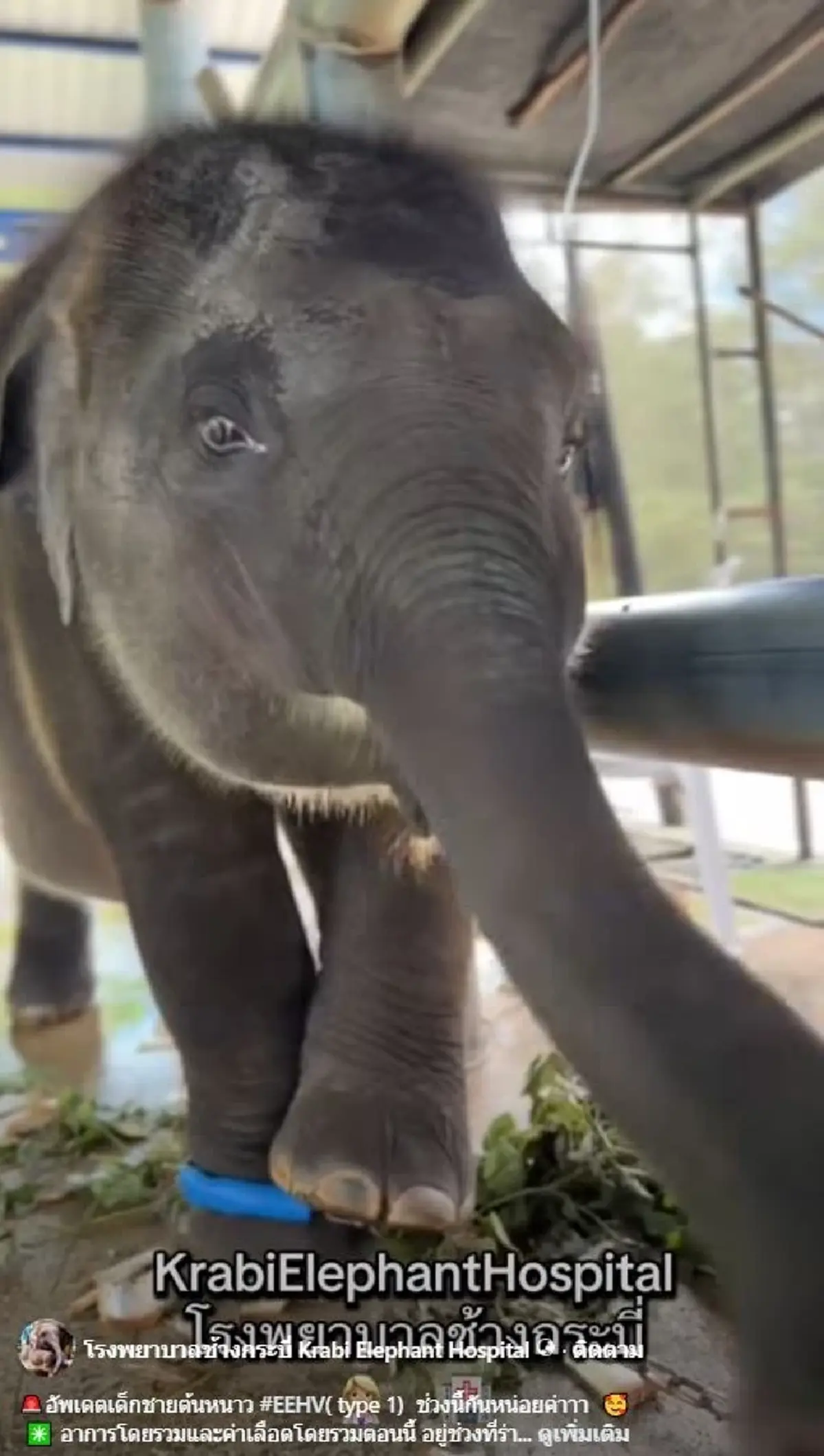 มาแล้ว คลิปแรก น้องต้นหนาว หลังพ้นวิกฤติ เล่นเอาใจละลาย 