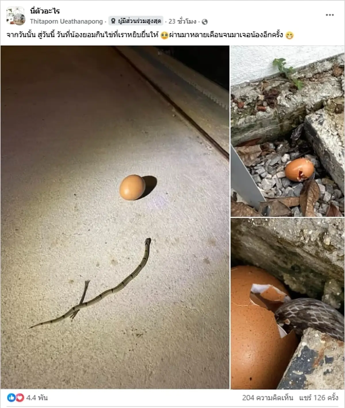 สาวใจดีเลี้ยง "งูจร" ผ่านไปหลายเดือนโผล่อีกที คอมเมนต์ฮาสนั่น