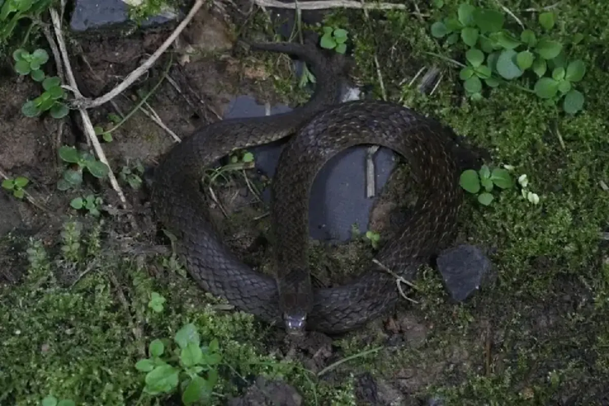 จีนค้นพบ "งู"สายพันธุ์ใหม่ ในเขตฝนทางตะวันตก มณฑลเสฉวน