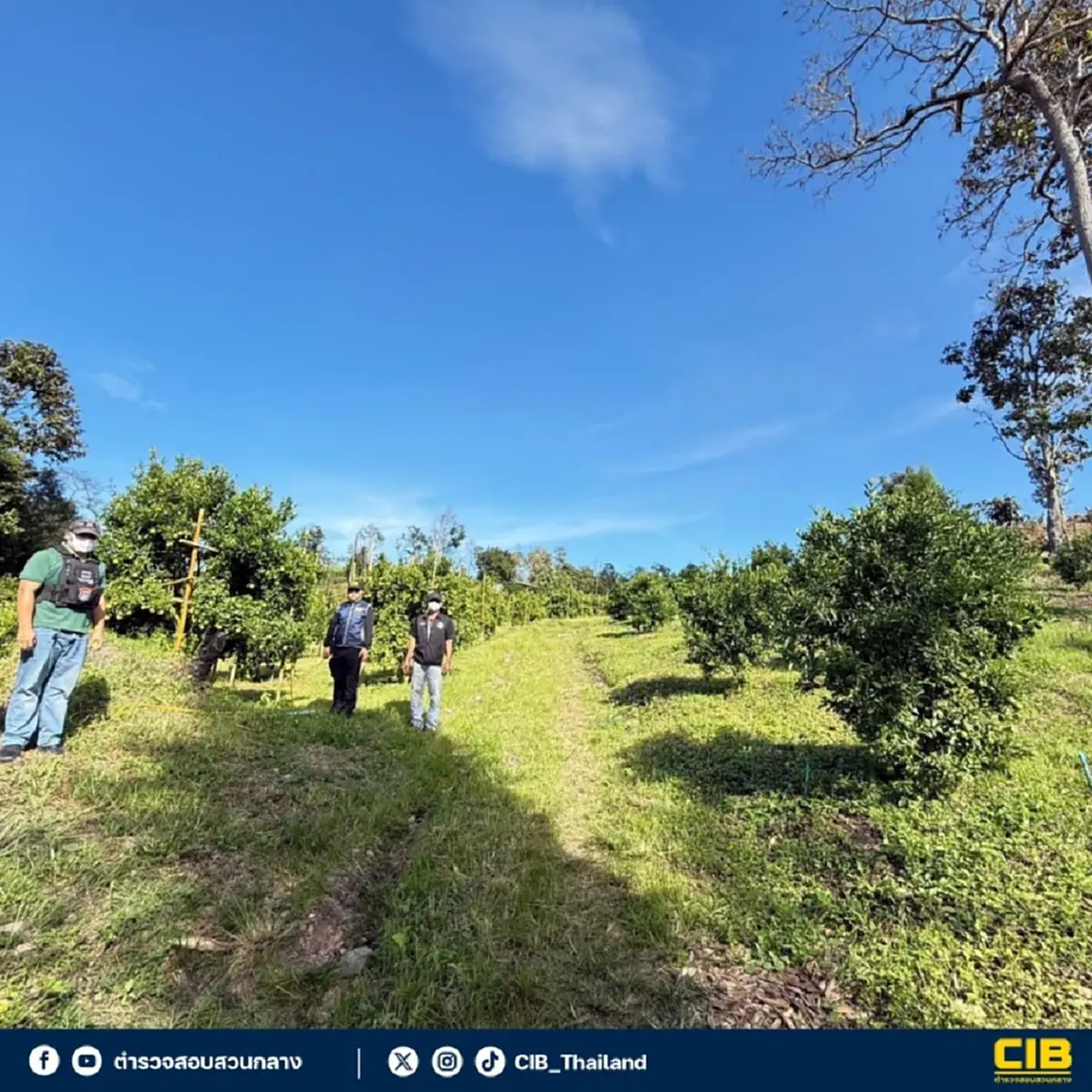 จับต่างด้าว ทำสวนส้มเถื่อนเชียงใหม่ ผู้มีอิทธิพลอยู่เบื้องหลัง