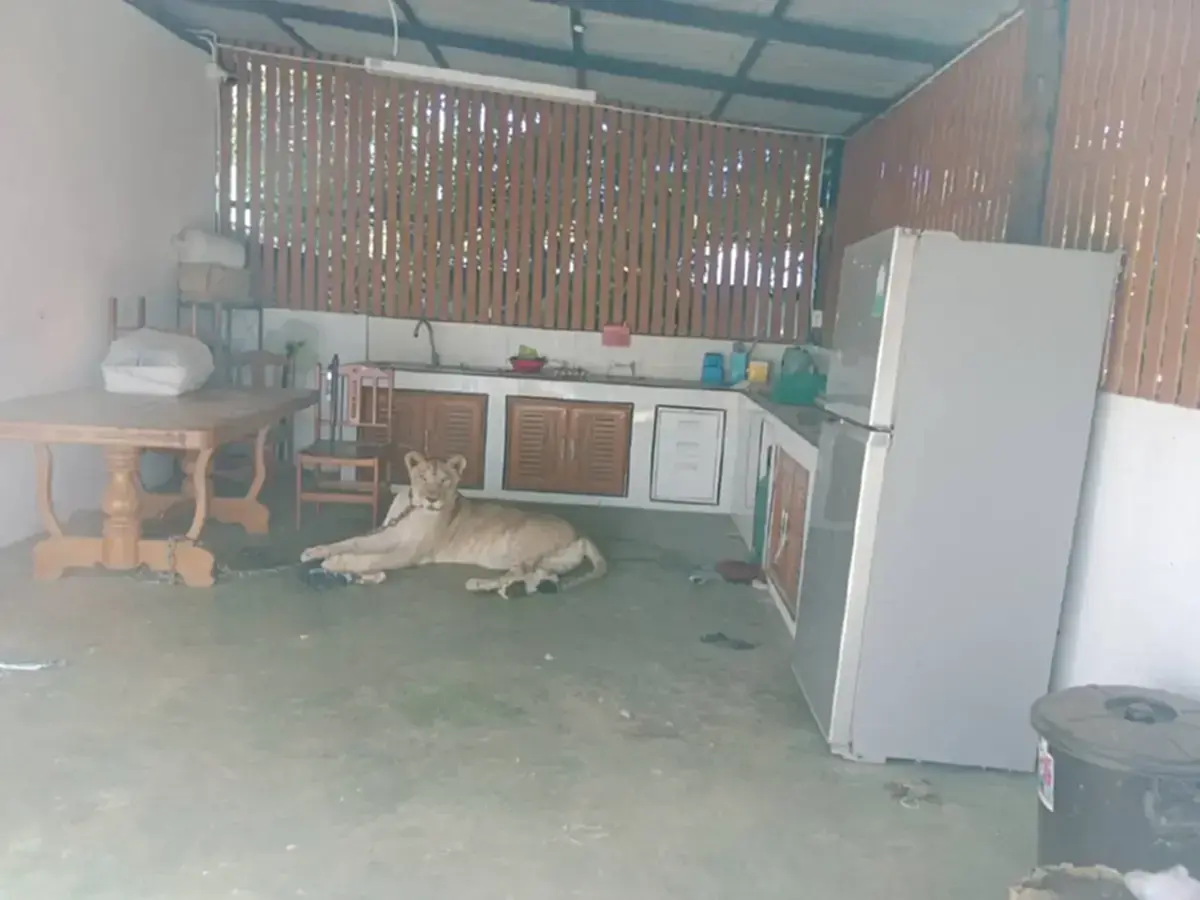 ชะตากรรมล่าสุด "มเหสี" สิงโตหลุดออกไปทำร้ายชาวบ้านใน กาญจนบุรี