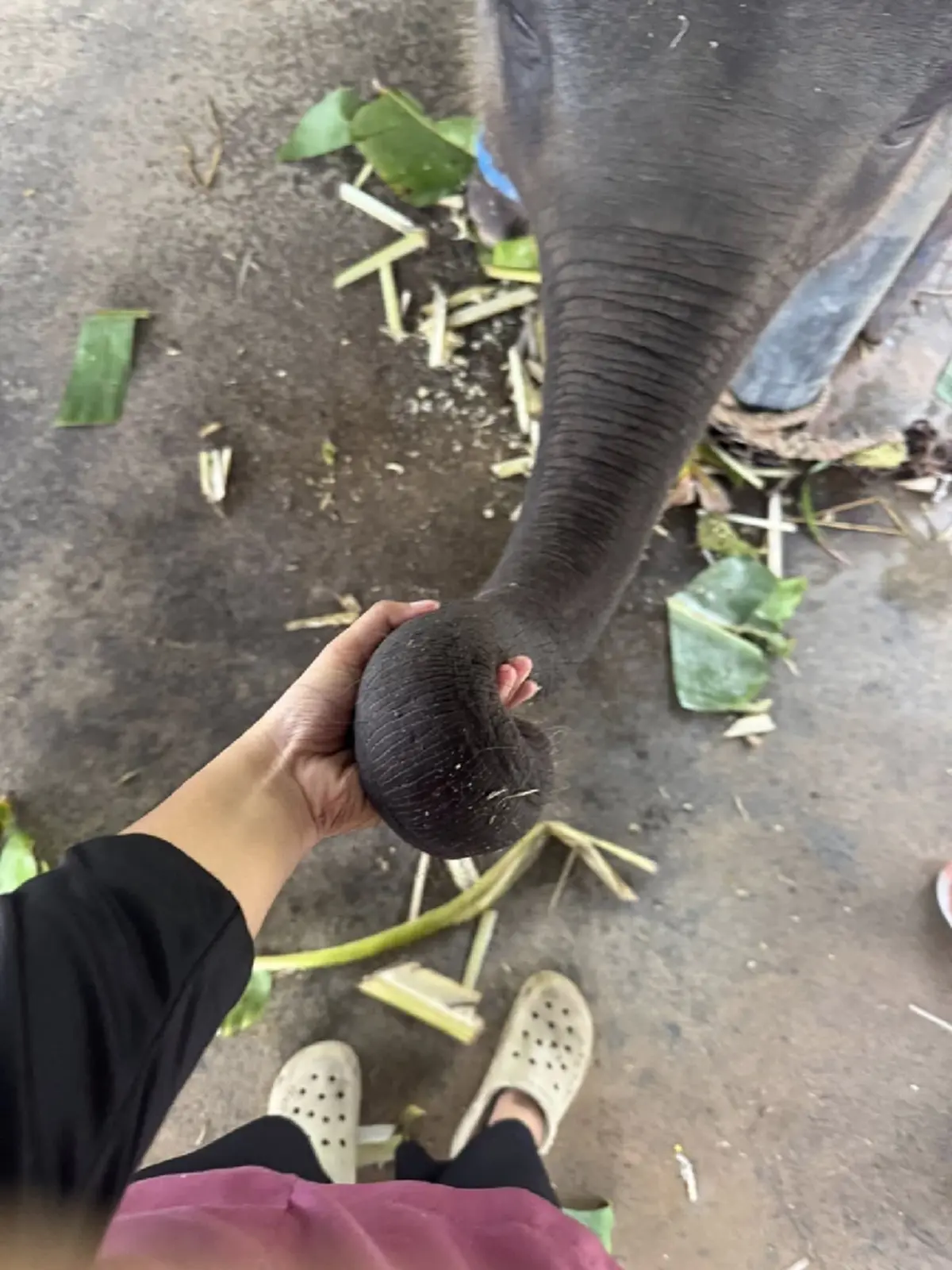 บีบใจหนัก ผลตรวจอัยวะภายใน น้องต้นหนาว ลูกช้างป่วยเฮอร์ปีส์