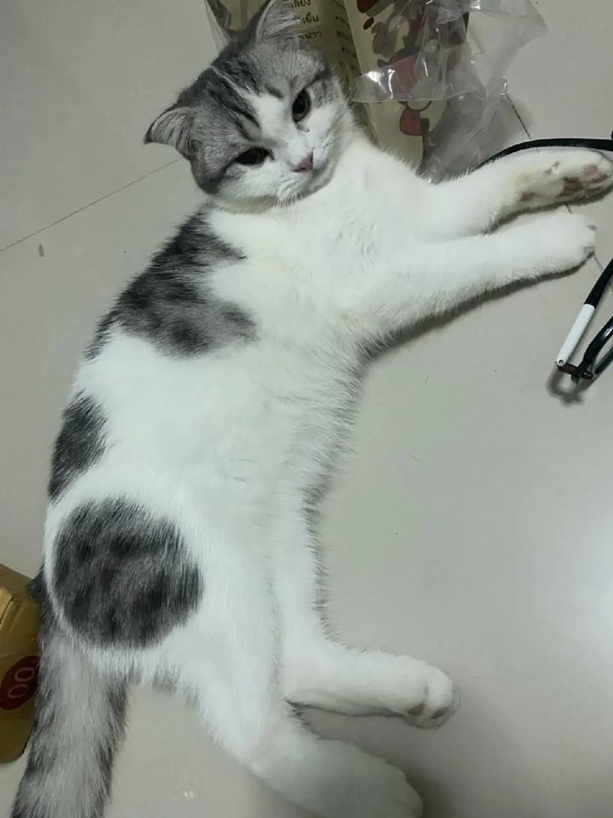 สาวบอกแมวจรช่วยตามหาลูกที่หายปริศนา ผลสุดท้าย ชาวเน็ตน้ำตาไหล