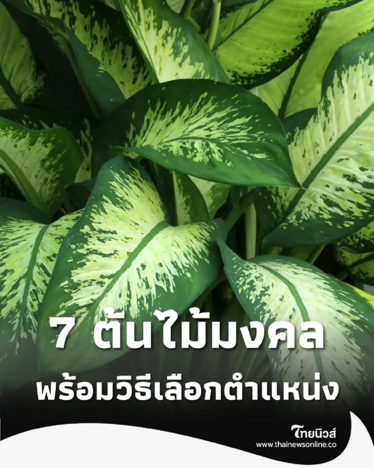 เสริมโชคลาภ 7 ต้นไม้มงคล ปลูกหน้าบ้าน ตามหลักฮวงจุ้ย