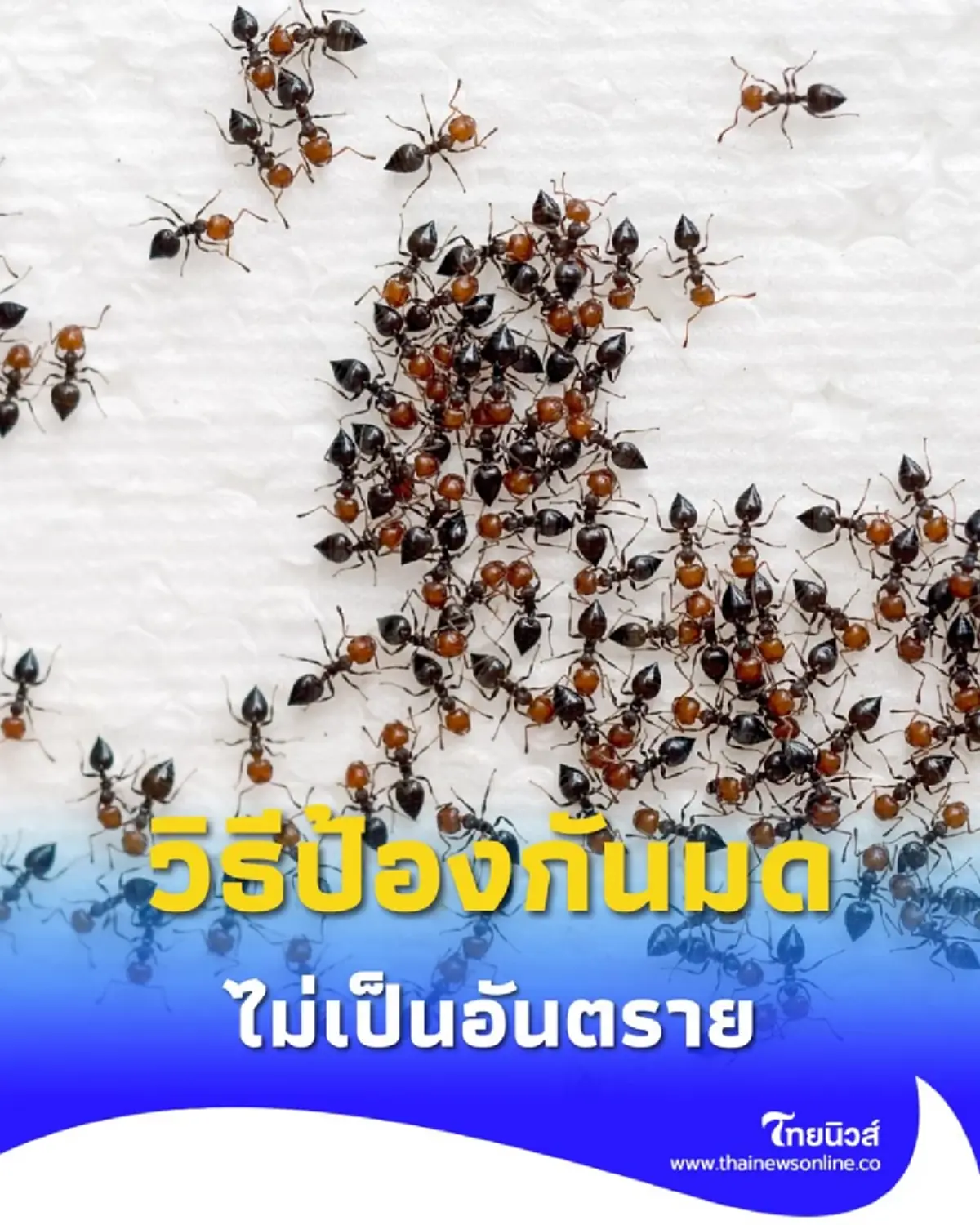 วิธีป้องกันมดแบบง่ายๆ และไม่เป็นอันตรายกับคนและสัตว์เล็ก