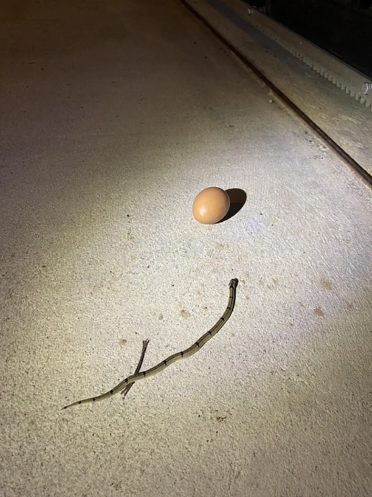 สาวใจดีเลี้ยง "งูจร" ผ่านไปหลายเดือนโผล่อีกที คอมเมนต์ฮาสนั่น