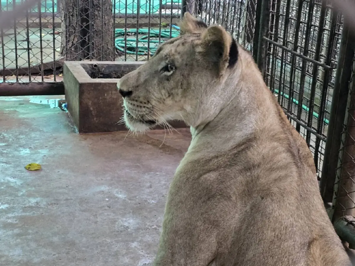 ไม่อยากจะเชื่อ วินาทีแรก "มเหสี" สิงโตสาว ได้เจอเจ้าของเก่า