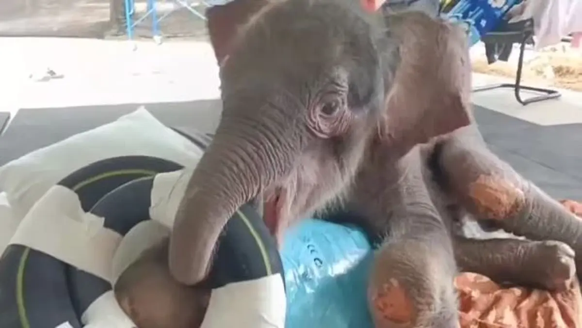 น้องข้าวต้ม มีสัญญาณดี พยายามลุกยืนเอง ยอมหัวใจหนูเลย