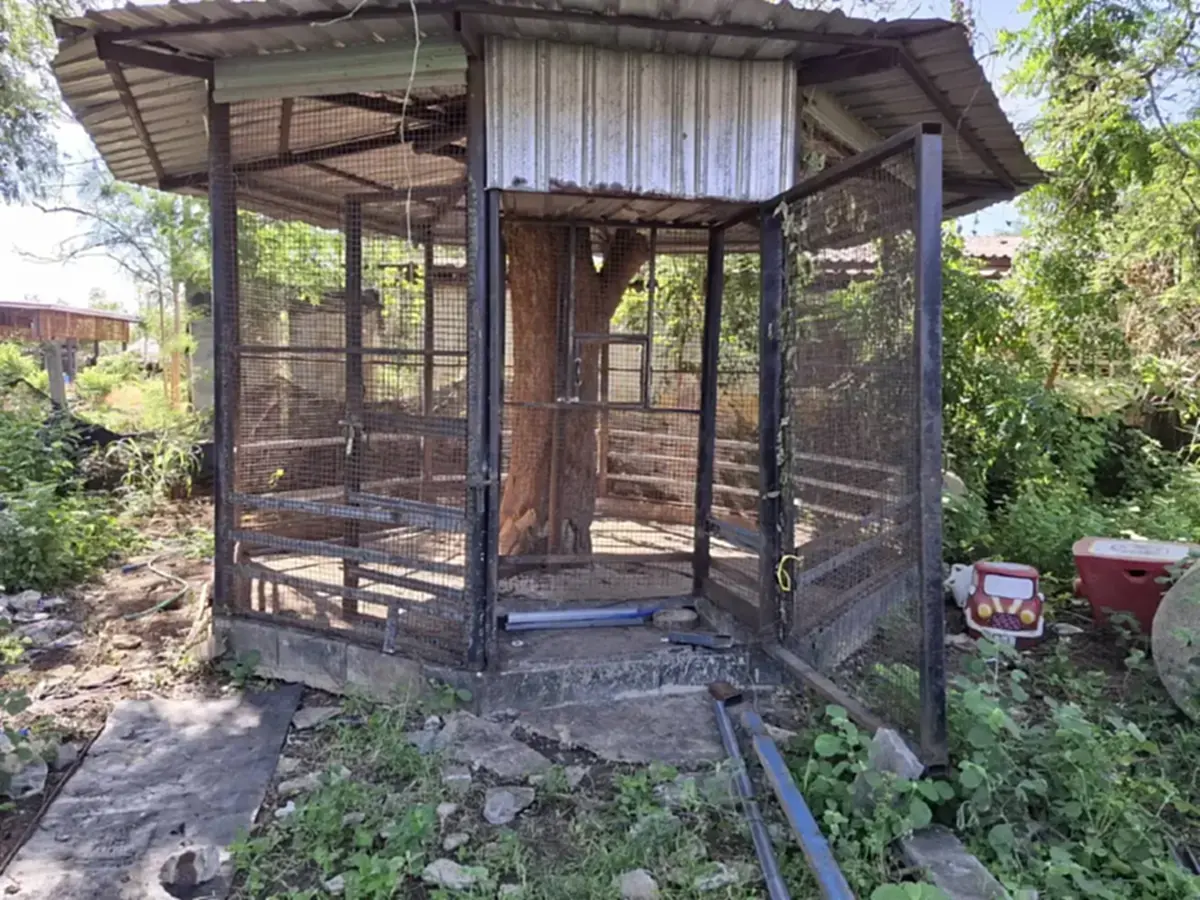 ชะตากรรมล่าสุด "มเหสี" สิงโตหลุดออกไปทำร้ายชาวบ้านใน กาญจนบุรี