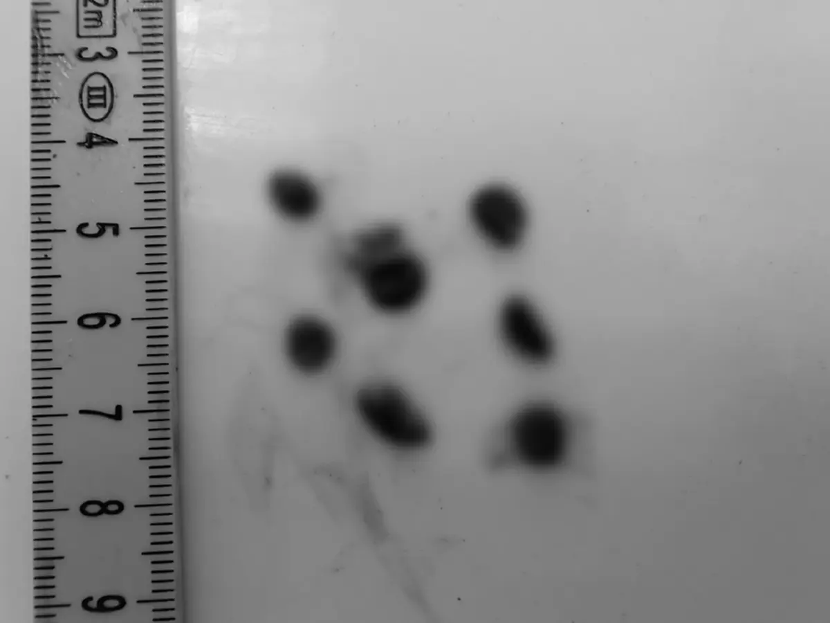 สุดสงสาร พะยูนเกยตื้นดับ สภาพเน่าเปื่อย เปิดปากดูขนลุก